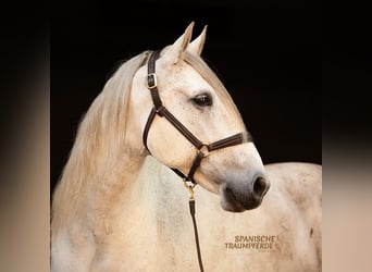 PRE Croisé, Hongre, 10 Ans, 162 cm, Gris moucheté