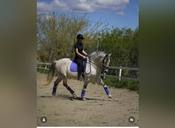 PRE Croisé, Hongre, 10 Ans, 163 cm, Gris