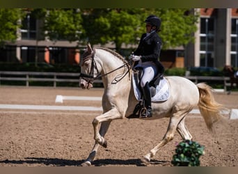PRE Croisé, Hongre, 10 Ans, 165 cm, Cremello