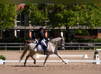 PRE Croisé, Hongre, 10 Ans, 165 cm, Cremello