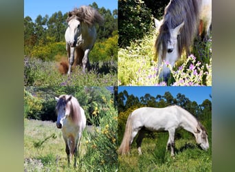 PRE Croisé, Hongre, 10 Ans, 170 cm, Gris