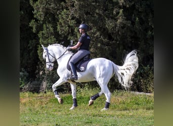 PRE, Hongre, 10 Ans, 170 cm, Gris