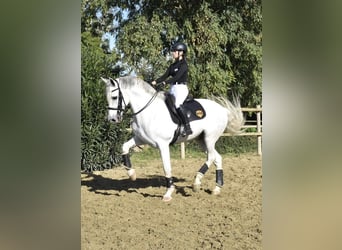 PRE Croisé, Hongre, 10 Ans, 170 cm, Gris