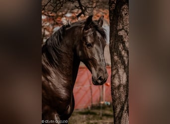 PRE, Hongre, 10 Ans, 170 cm, Noir