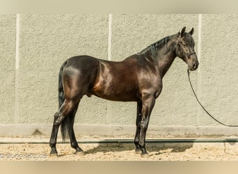 PRE, Hongre, 10 Ans, 170 cm, Noir