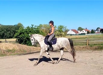 PRE Croisé, Hongre, 11 Ans, 154 cm, Gris pommelé