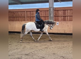 PRE Croisé, Hongre, 11 Ans, 155 cm, Gris pommelé