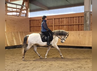 PRE Croisé, Hongre, 11 Ans, 155 cm, Gris pommelé