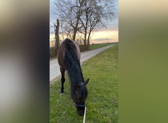 PRE Croisé, Hongre, 11 Ans, 158 cm, Noir