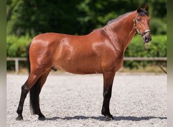 PRE Croisé, Hongre, 11 Ans, 160 cm, Bai