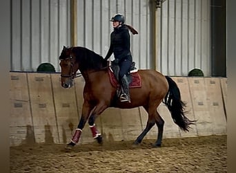 PRE Croisé, Hongre, 11 Ans, 160 cm, Bai