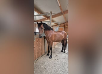 PRE, Hongre, 11 Ans, 162 cm, Bai