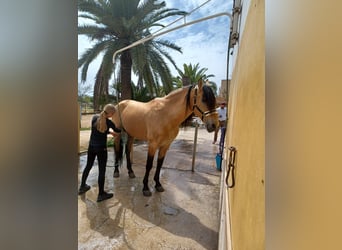 PRE Croisé, Hongre, 11 Ans, 165 cm, Buckskin