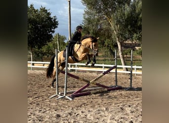 PRE Croisé, Hongre, 11 Ans, 165 cm, Buckskin