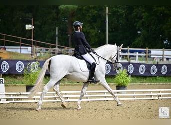 PRE Croisé, Hongre, 11 Ans, 168 cm, Gris moucheté