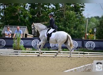 PRE Croisé, Hongre, 11 Ans, 168 cm, Gris moucheté