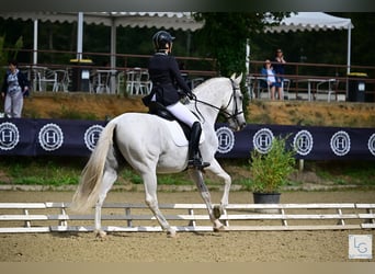 PRE Croisé, Hongre, 11 Ans, 168 cm, Gris moucheté