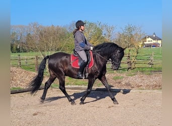 PRE Croisé, Hongre, 12 Ans, 154 cm, Noir