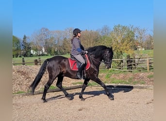 PRE Croisé, Hongre, 12 Ans, 154 cm, Noir