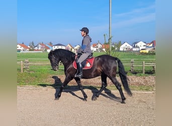 PRE Croisé, Hongre, 12 Ans, 154 cm, Noir
