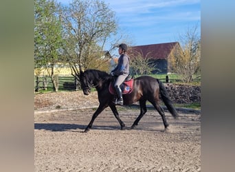 PRE Croisé, Hongre, 12 Ans, 154 cm, Noir