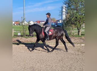 PRE Croisé, Hongre, 12 Ans, 154 cm, Noir