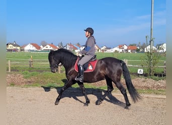 PRE Croisé, Hongre, 12 Ans, 154 cm, Noir