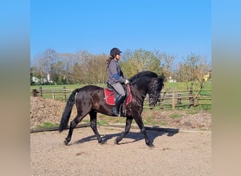 PRE Croisé, Hongre, 12 Ans, 154 cm, Noir