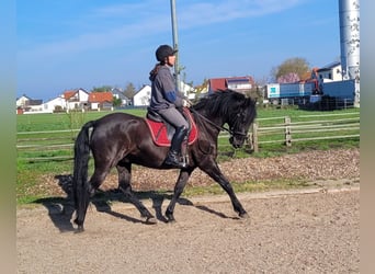 PRE Croisé, Hongre, 12 Ans, 154 cm, Noir