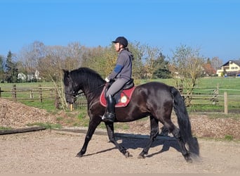 PRE Croisé, Hongre, 12 Ans, 154 cm, Noir