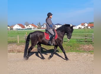PRE Croisé, Hongre, 12 Ans, 154 cm, Noir