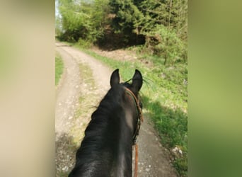 PRE Croisé, Hongre, 12 Ans, 155 cm, Bai