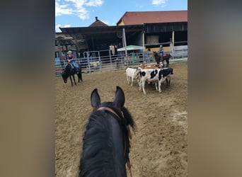 PRE Croisé, Hongre, 12 Ans, 155 cm, Bai