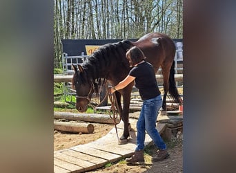 PRE Croisé, Hongre, 12 Ans, 155 cm, Bai