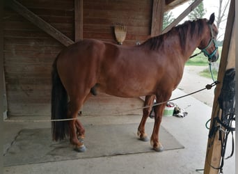 PRE Croisé, Hongre, 12 Ans, 160 cm, Alezan