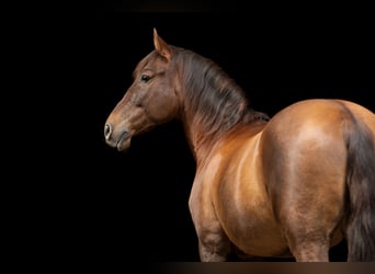 PRE, Hongre, 12 Ans, 162 cm, Alezan brûlé