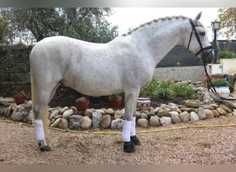 PRE, Hongre, 12 Ans, 162 cm, Gris