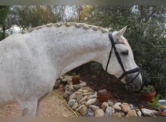 PRE, Hongre, 12 Ans, 162 cm, Gris