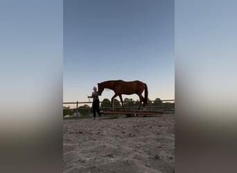 PRE Croisé, Hongre, 12 Ans, 163 cm, Alezan