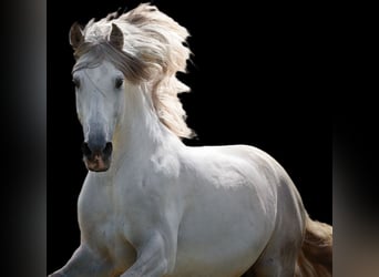 PRE Croisé, Hongre, 13 Ans, 160 cm, Gris