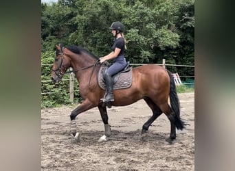 PRE Croisé, Hongre, 13 Ans, 162 cm, Bai