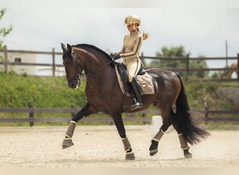 PRE Croisé, Hongre, 13 Ans, 163 cm, Bai brun