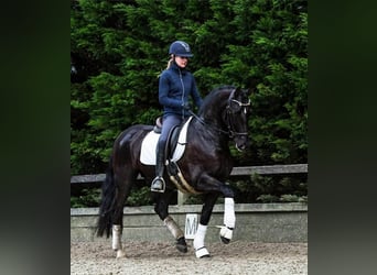 PRE Croisé, Hongre, 13 Ans, 164 cm, Noir