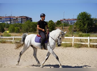 PRE Croisé, Hongre, 13 Ans, 167 cm, Gris