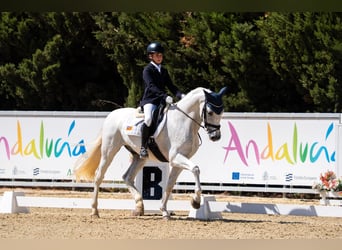 PRE, Hongre, 14 Ans, 156 cm, Gris