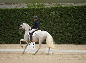 PRE, Hongre, 14 Ans, 156 cm, Gris