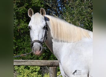 PRE Croisé, Hongre, 14 Ans, 156 cm, Gris