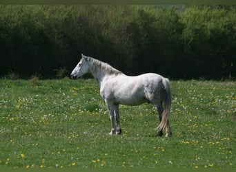 PRE, Hongre, 14 Ans, 165 cm, Gris