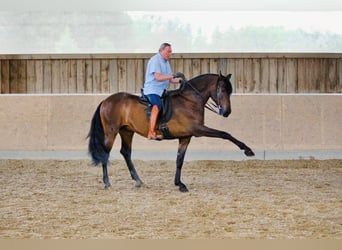 PRE, Hongre, 14 Ans, 170 cm, Bai