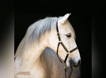 PRE Croisé, Hongre, 15 Ans, 160 cm, Gris